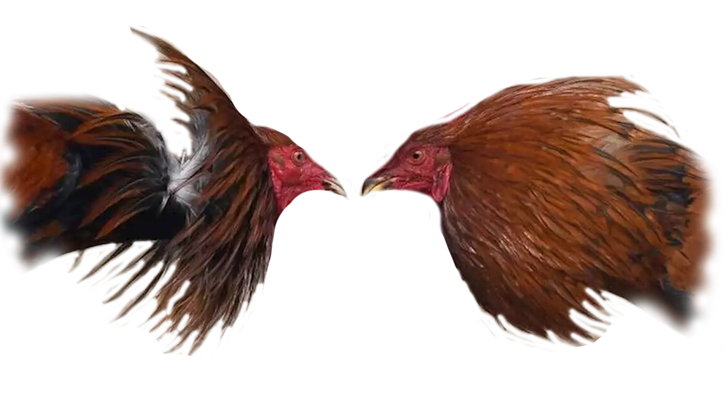 gallo